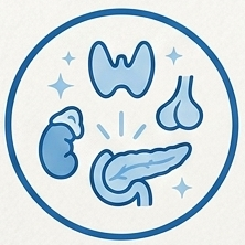 endocrino